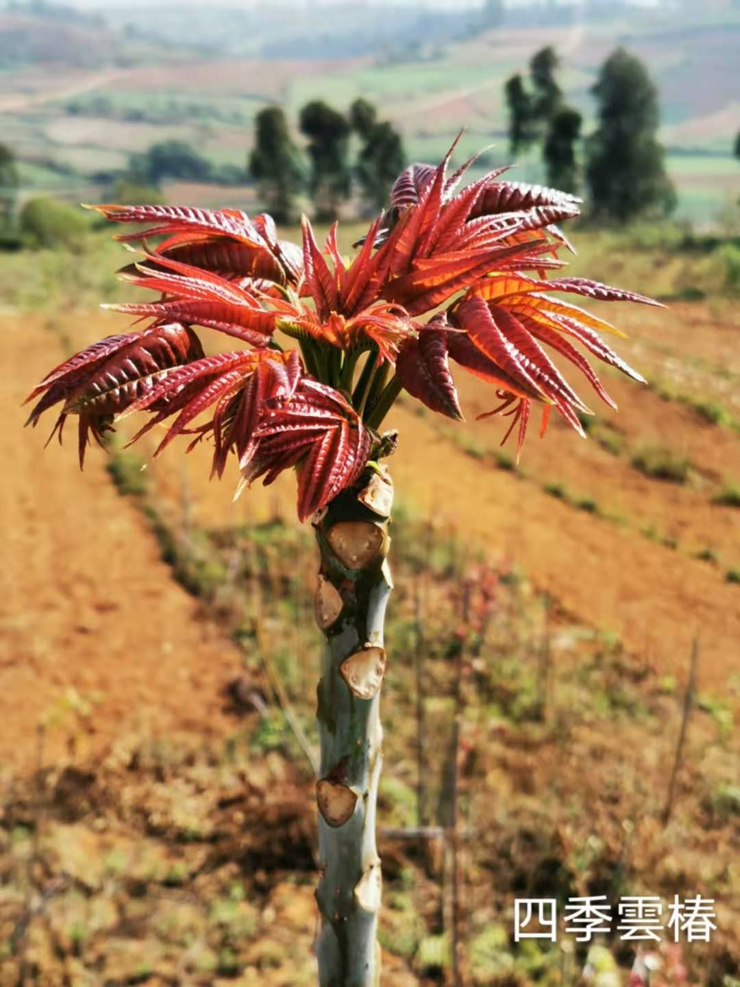  红油香椿苗 四季红油香椿苗 矮化红油香椿苗 专家培育技术免费