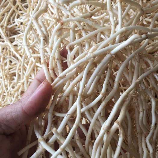 梁山县红茎鱼腥草 折耳根批发3800元一吨