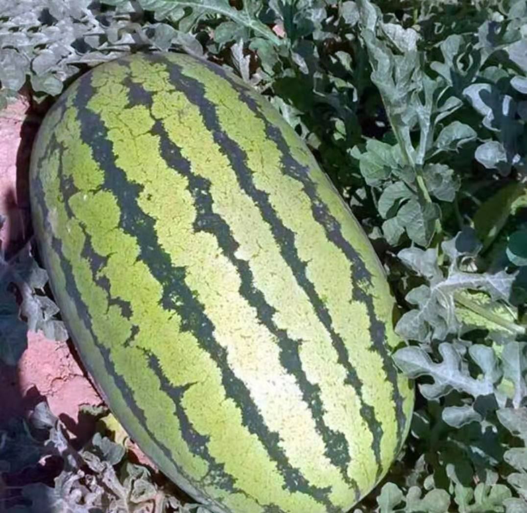 懒汉西瓜种子  懒汉花，早熟26天，抗重茬，糖12.5度