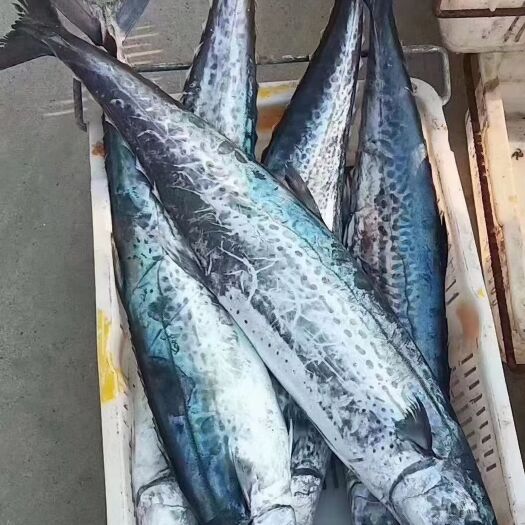 马鲛鱼，大鲅鱼，莱州湾大鲅鱼8斤以上/条