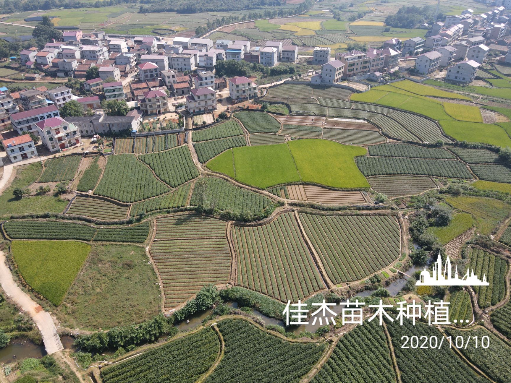 长林53号  嫁接油茶树，可开3证一签。