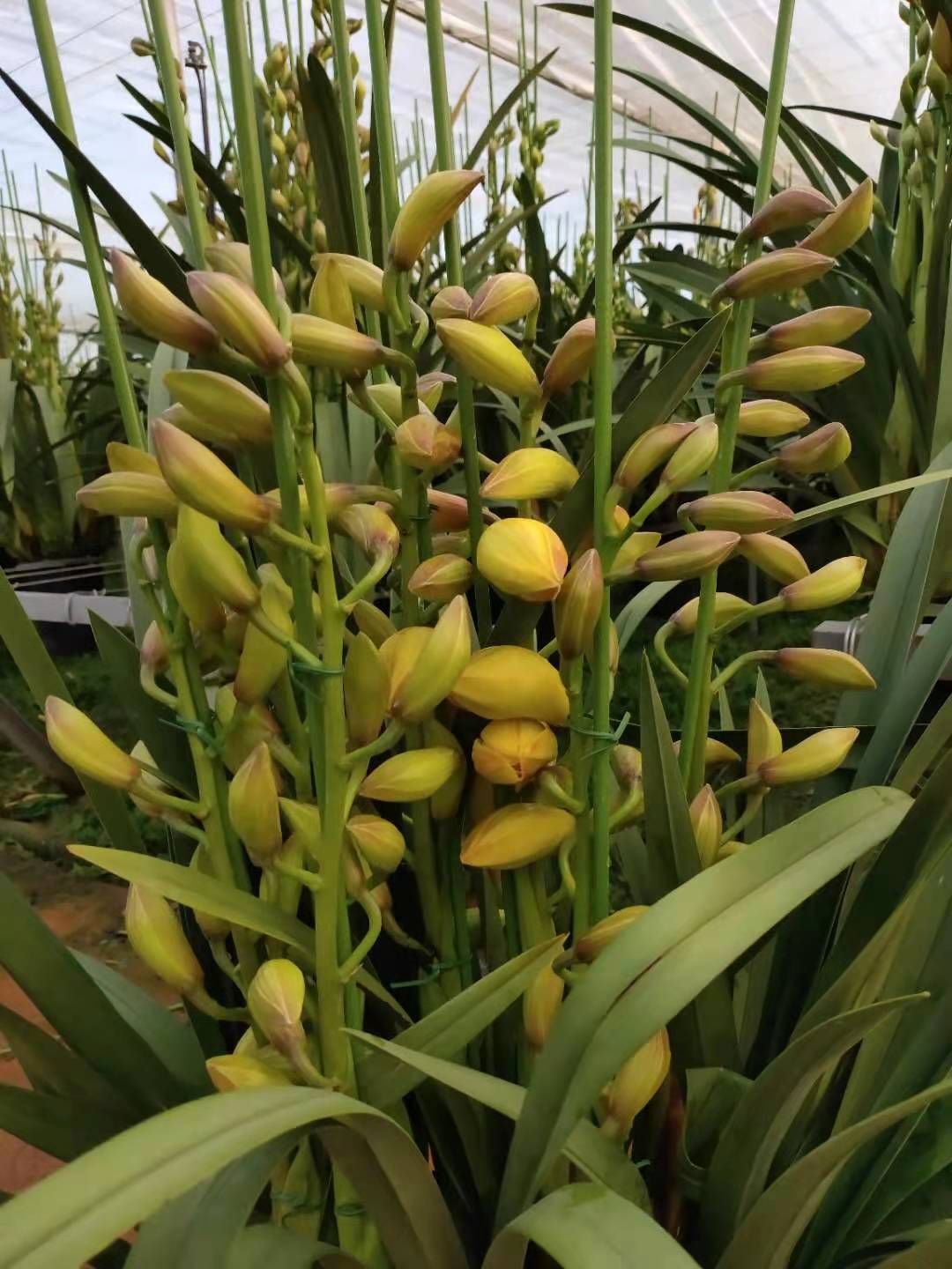 大花惠兰 云南省大花卉兰种植基地批发