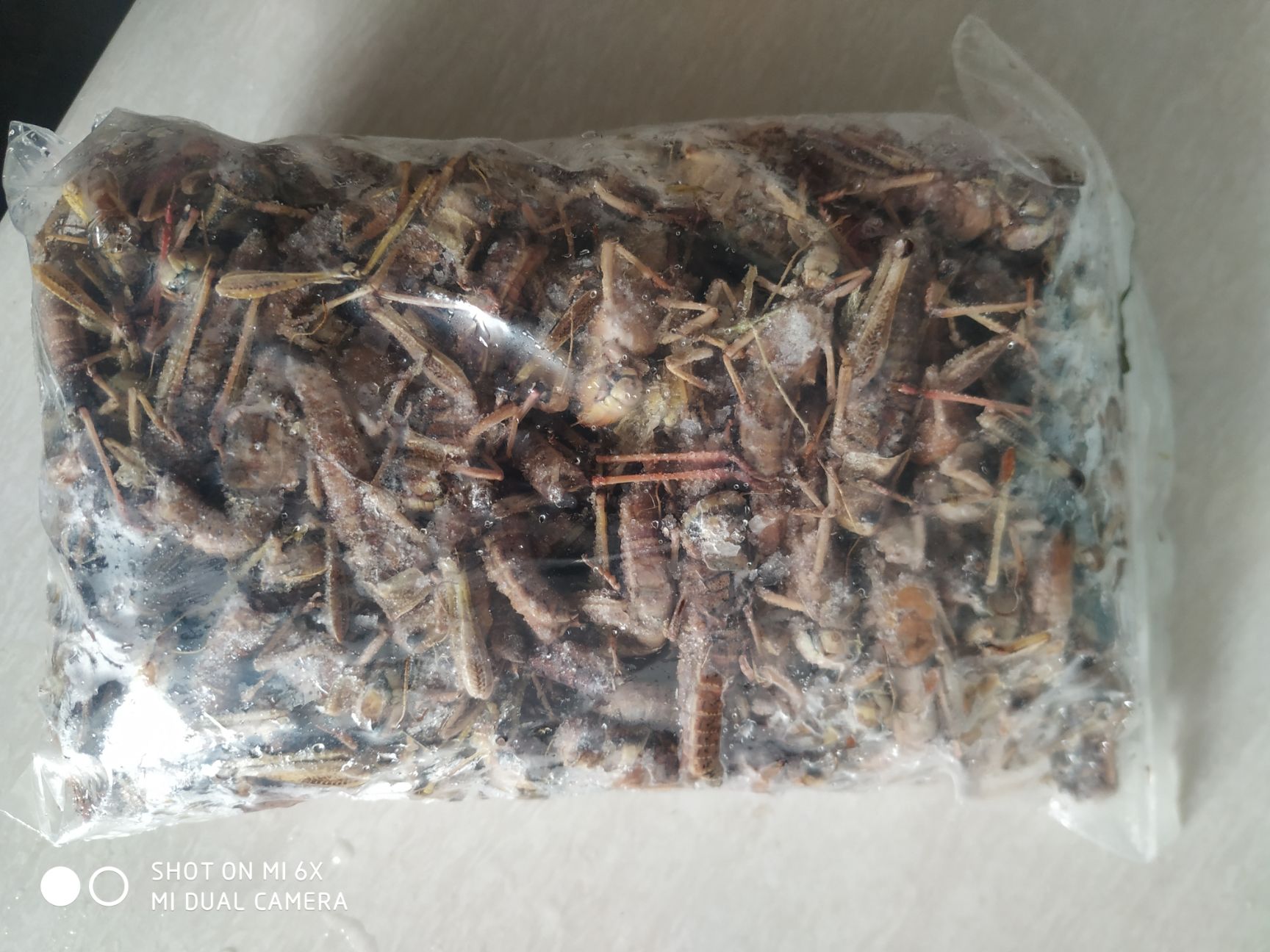 蝗虫  蚂蚱/去翅满籽纯母蚂蚱