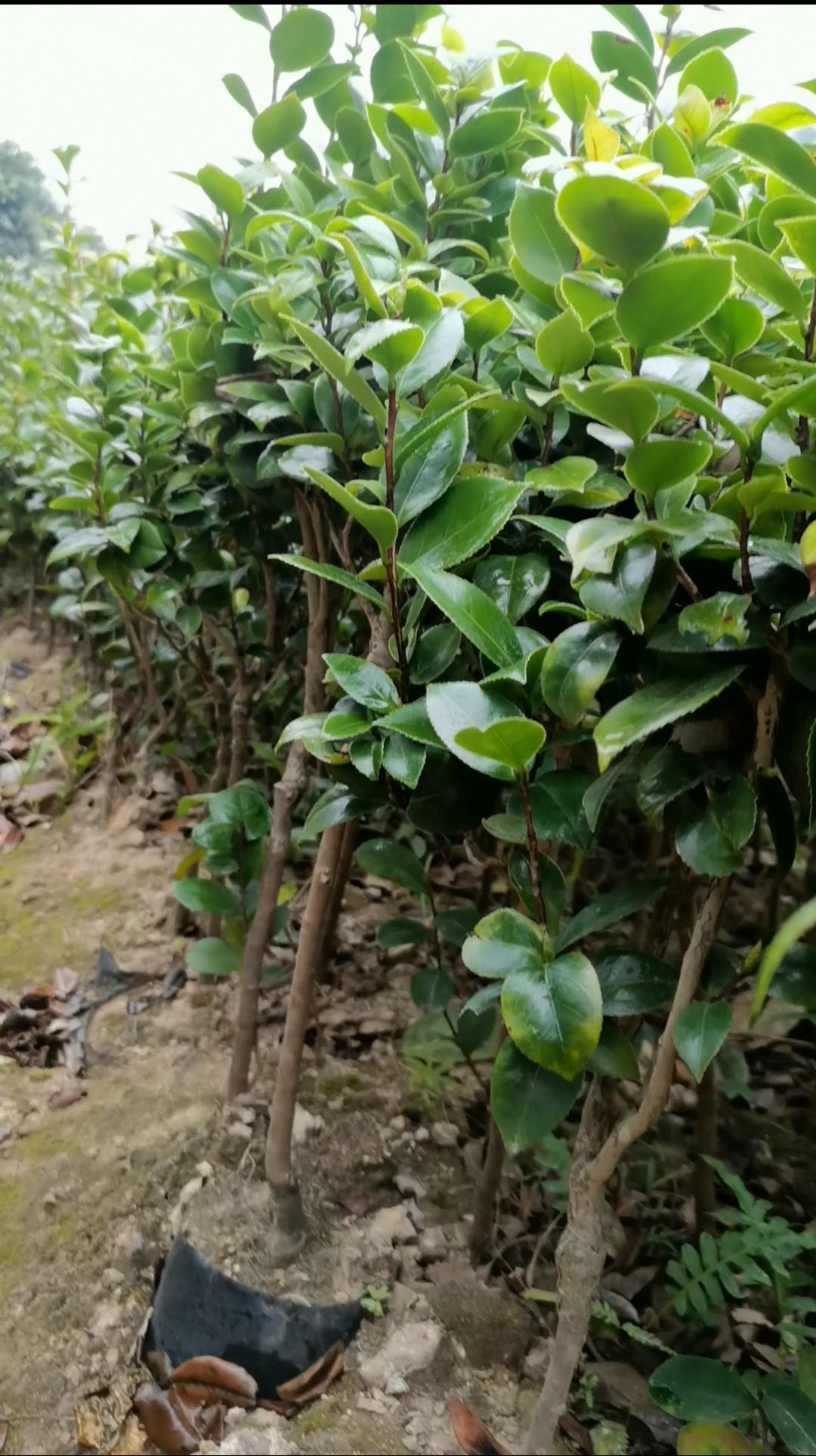 茶花苗  带营养杯发货，开花比较快