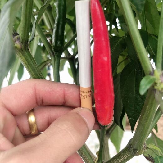 南宁指天椒  不包物流