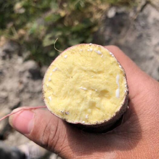 陆丰市蜜薯  西瓜红，济薯26，商品薯规格包装规格上车加工薯，大量