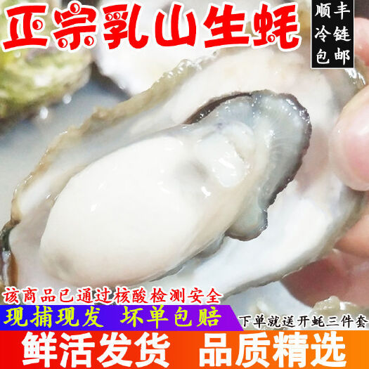 福州【正宗肥美山蚝】肥美生蚝鲜活6/12斤新鲜超肥特大海鲜海蛎子