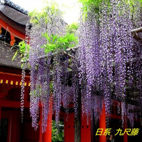 多花紫藤  紫藤树苗紫藤萝爬藤攀爬庭院围墙四季开花植物老桩盆栽紫藤花苗