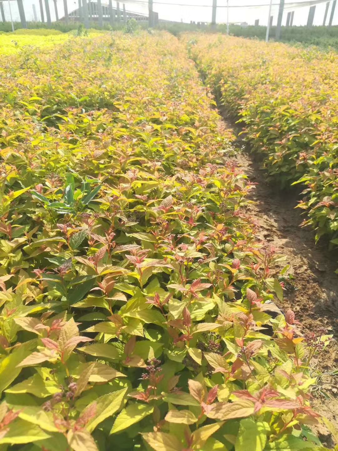 金山绣线菊 粉花绣线菊 金焰绣线菊 麻叶绣线菊种植基地