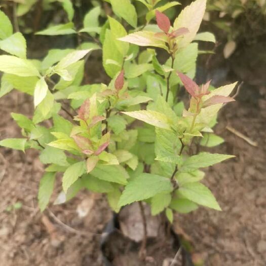 青州市金山绣线菊 粉花绣线菊 金焰绣线菊 麻叶绣线菊种植基地