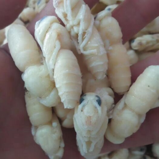 青岛马蜂蛹  蜂蛹 地藏蜂 马蜂