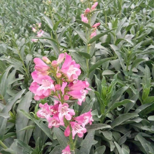吊钟柳种子  吊钟柳 宿根花卉吊钟柳种植基地