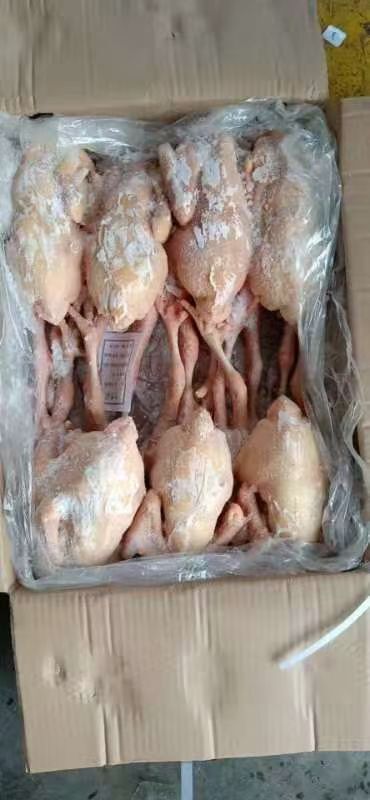 成都鸡子 7只的三黄鸡