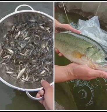 鹤山市加州鲈鱼  加洲鲈鱼