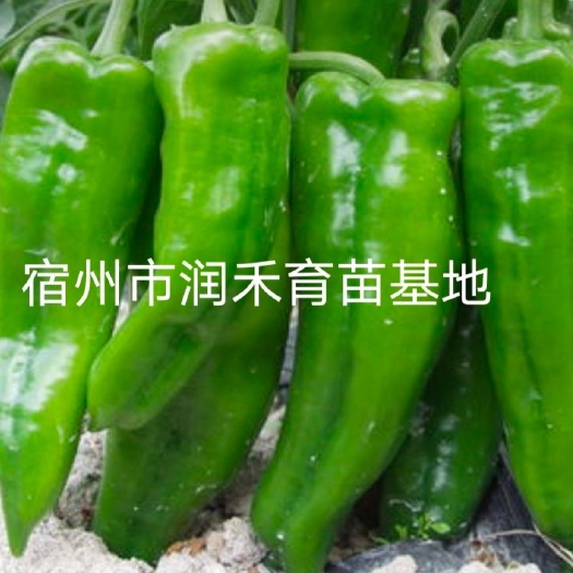 【精品】辣椒苗牛角椒苗大果型牛角椒苗301 308产量高抗病