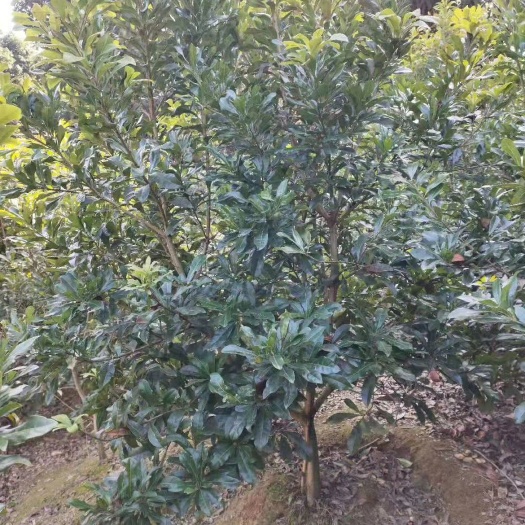 会同县黑高峰杨梅树苗 台梅东魁乌梅杨梅大树批发零售