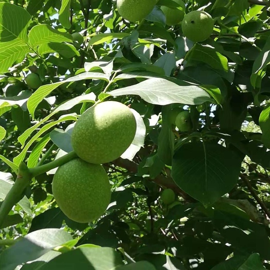 黄龙县香玲核桃  山园小梅大山里的自家香玲薄皮核桃，核仁饱满，不漂洗！