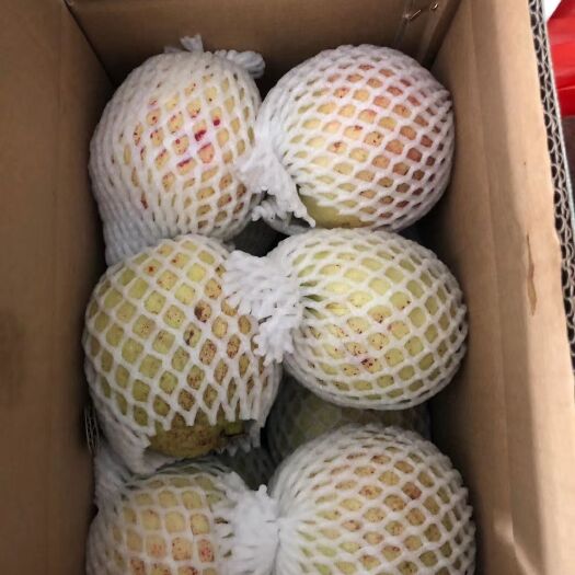诏安县番石榴  红宝石芭乐。