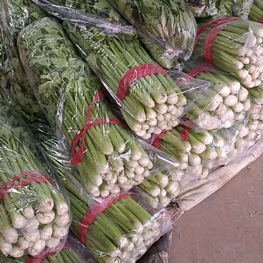 邯郸皇妃芹菜  一手货源价格合理