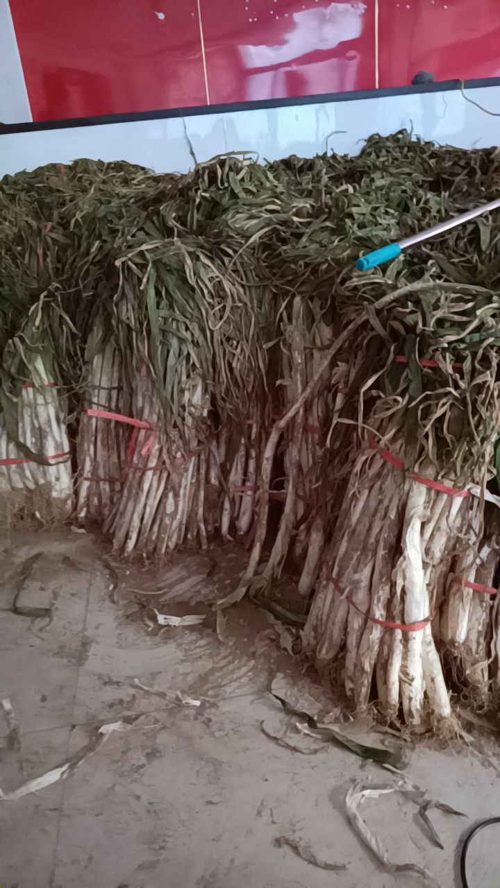 章丘大葱 本地可以自取