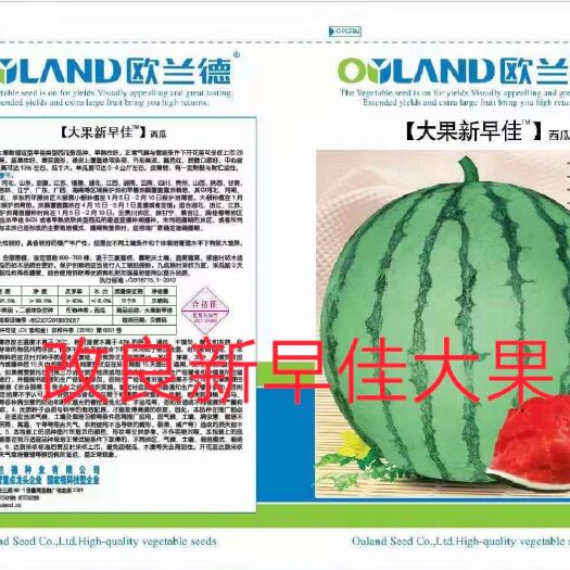 扶沟县美都西瓜种子 超级新早佳西瓜种子~耐储运品种瓤色红早熟性好