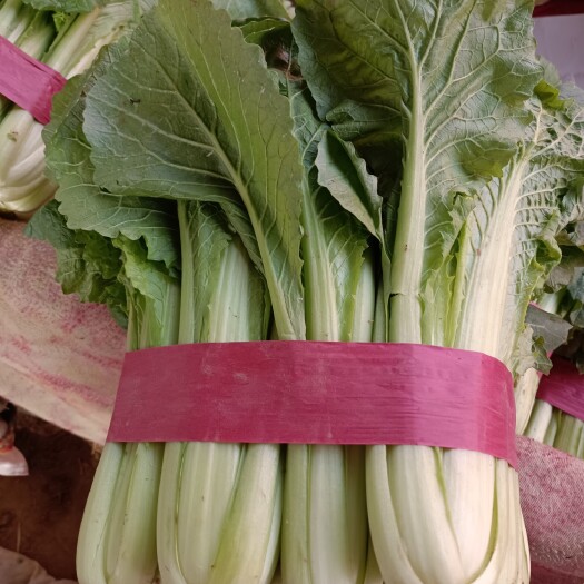 邯郸北京小白菜 货源充足一手货源