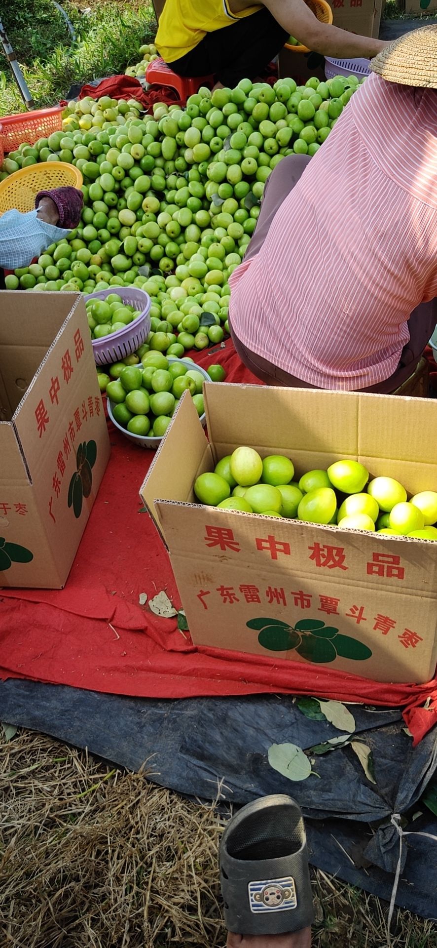 雷州覃斗青枣可大量批发，可实地考察，