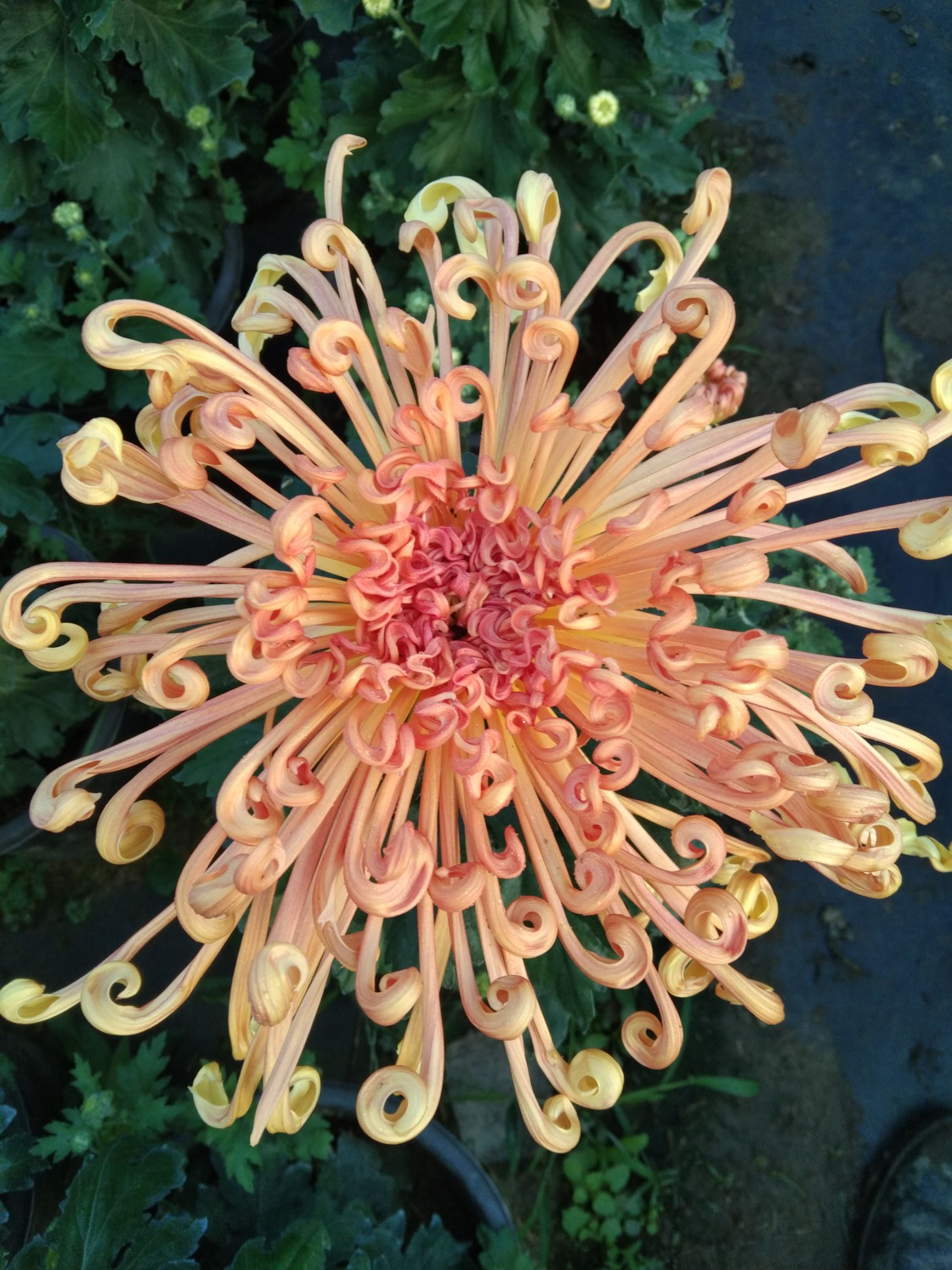 菊花苗  精品观赏菊花
