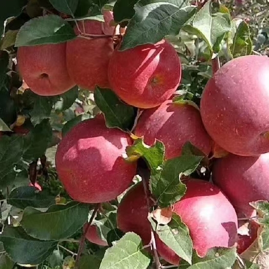 西昌市凉山州西昌市盐源红富士，丑苹果，糖心苹果