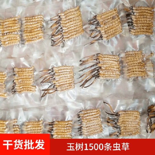 昆明 冬虫夏草1500条至2500条