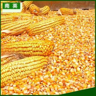 虞城县干玉米 净货 水份14%-16% 