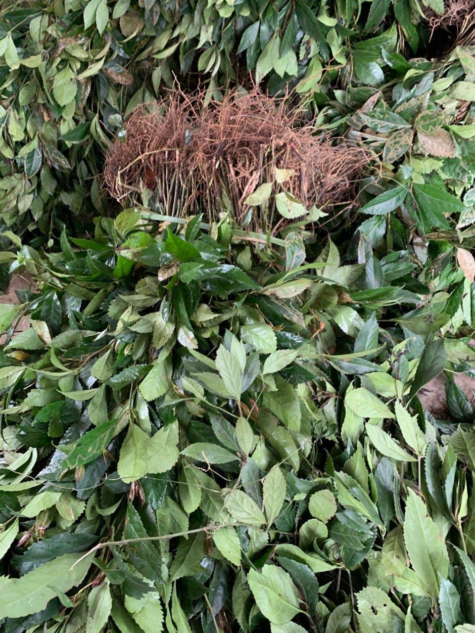 草珊瑚种苗 九节茶 1000万株