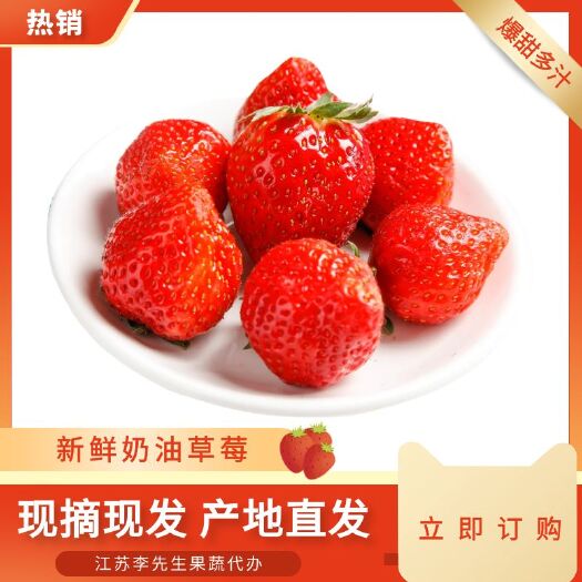徐州奶油草莓 果园现摘 江苏新鲜宁玉草莓凌晨采摘打包早上发货