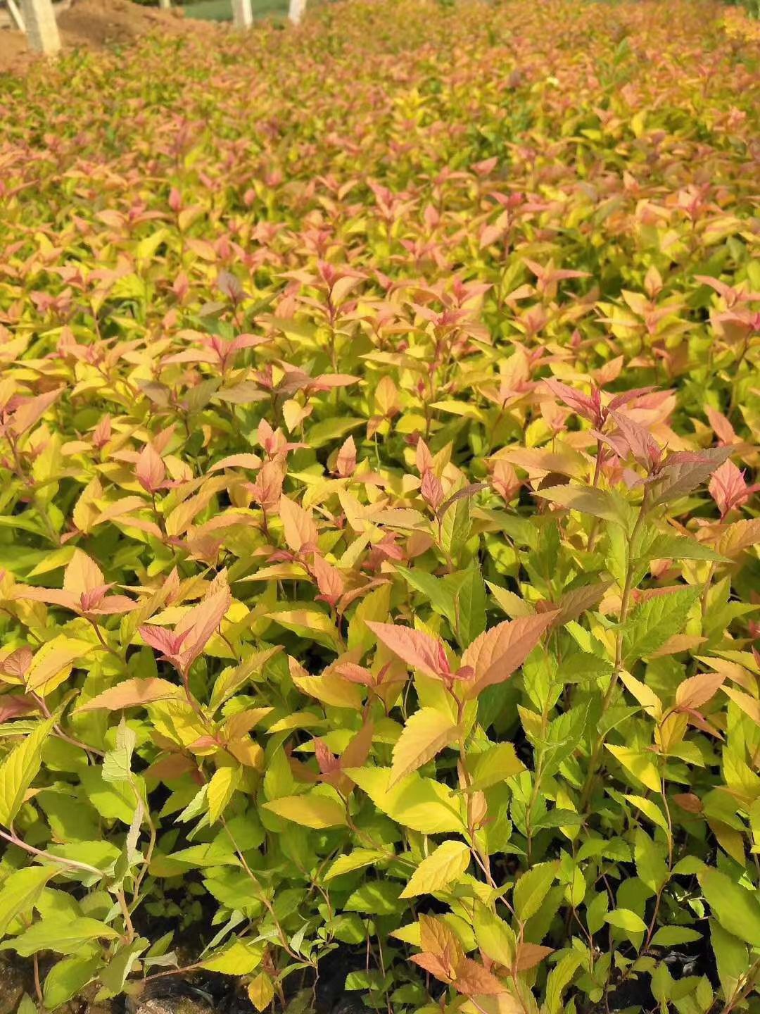金山绣线菊 粉花绣线菊 金焰绣线菊 麻叶绣线菊种植基地