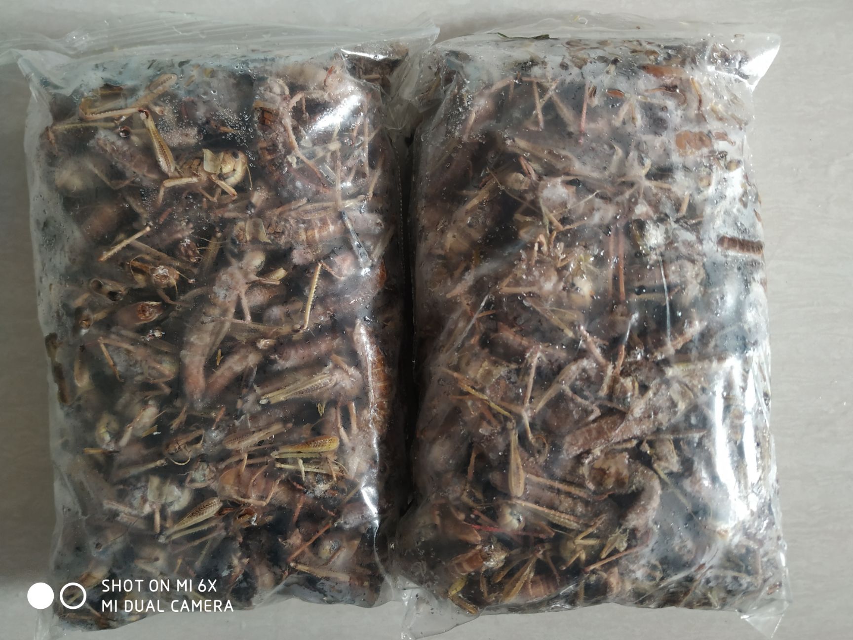 蝗虫  蚂蚱/去翅满籽纯母蚂蚱