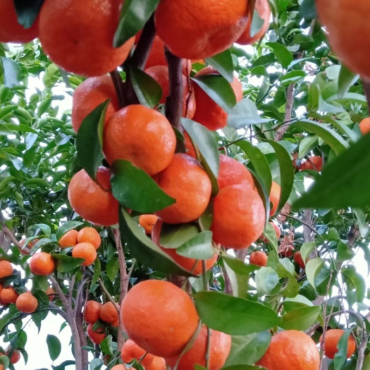 广西桂林沙糖桔