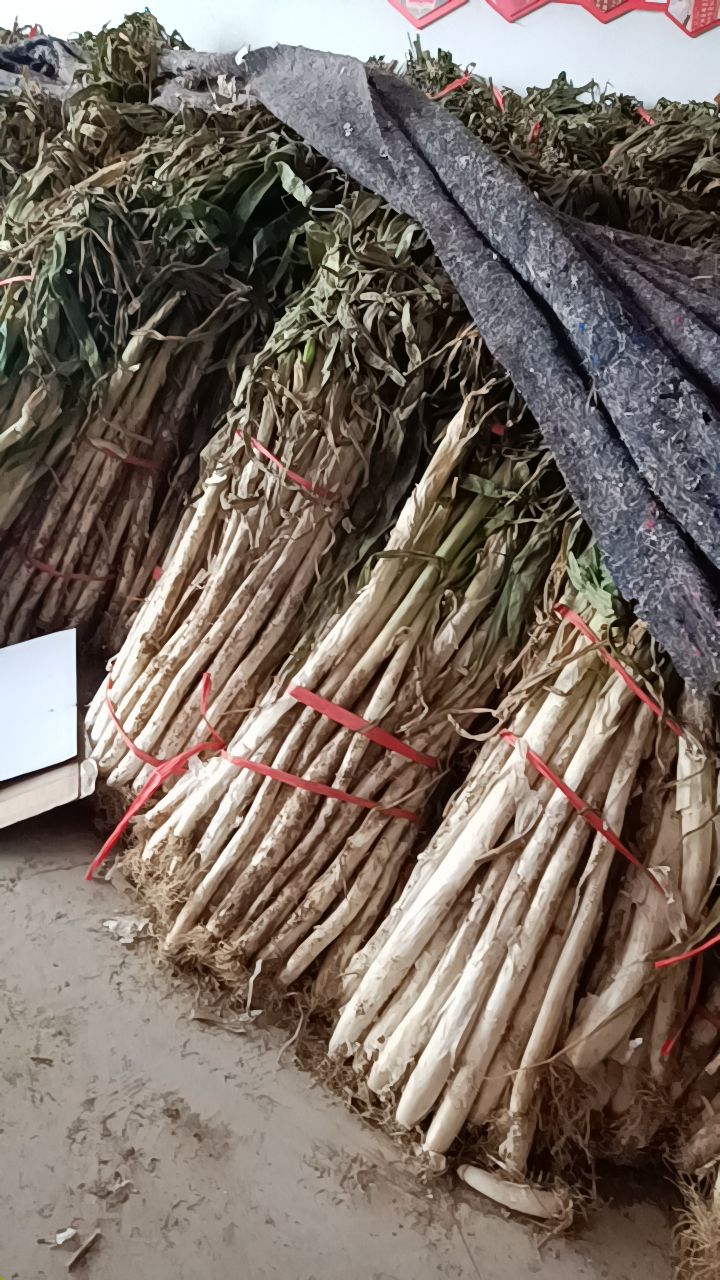 章丘大葱 本地可以自取