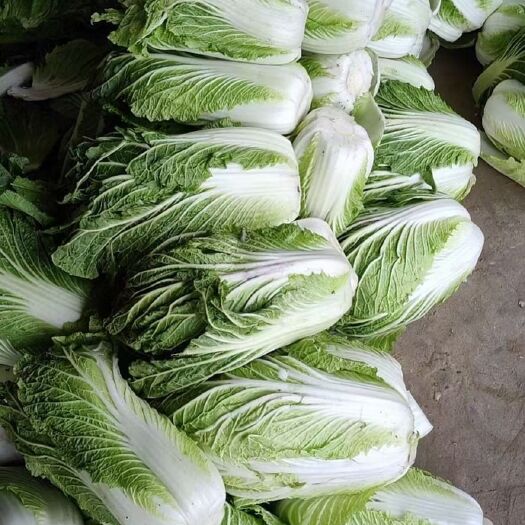 兰陵县北京3号大白菜 