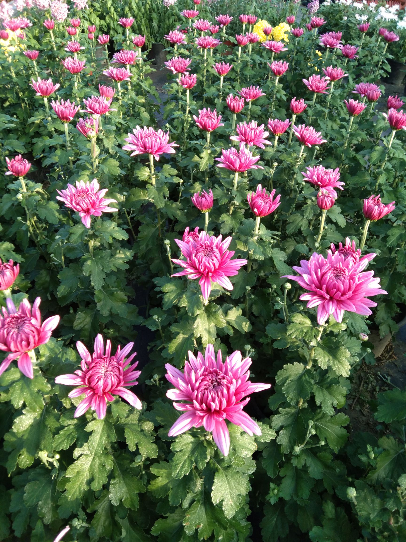 菊花苗  精品观赏菊花