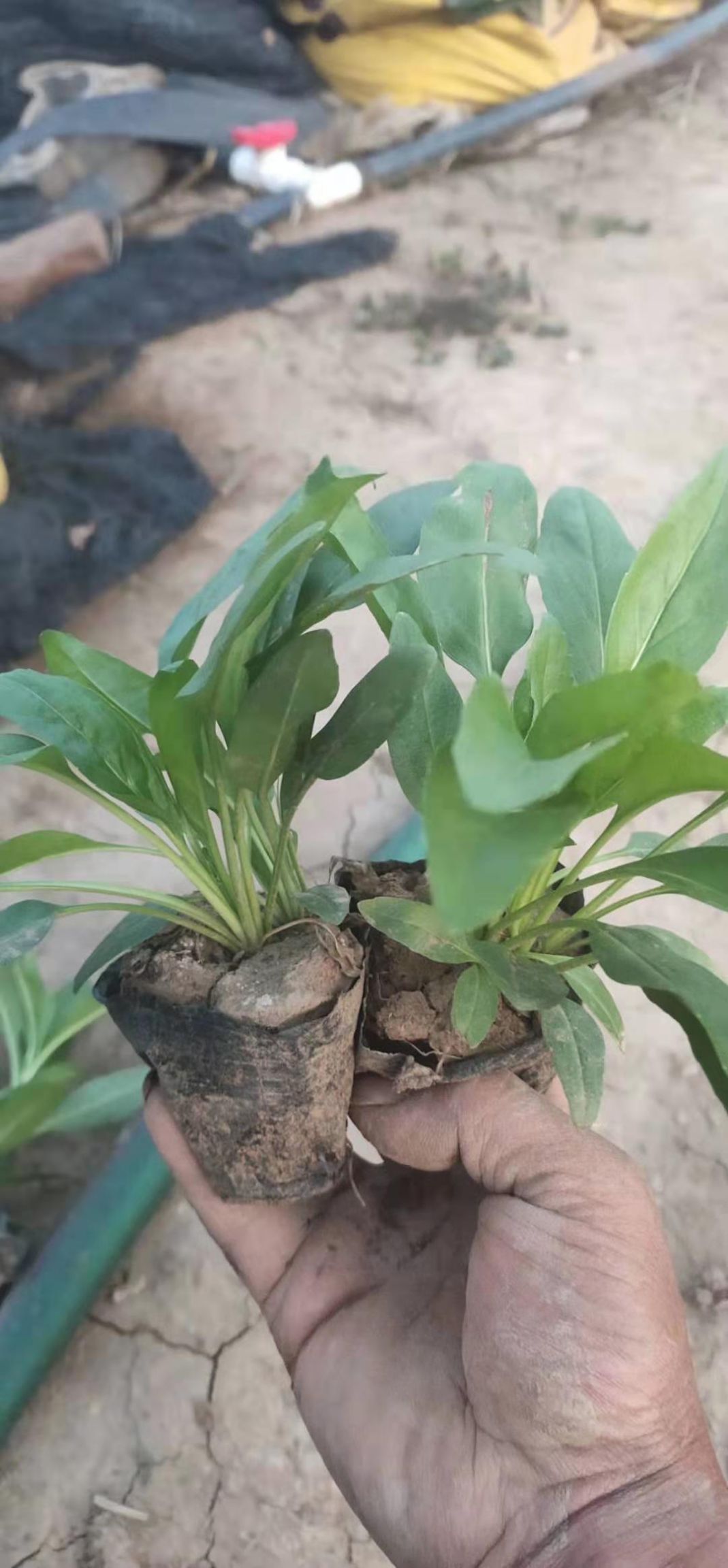 吊钟柳种子  吊钟柳 宿根花卉吊钟柳种植基地