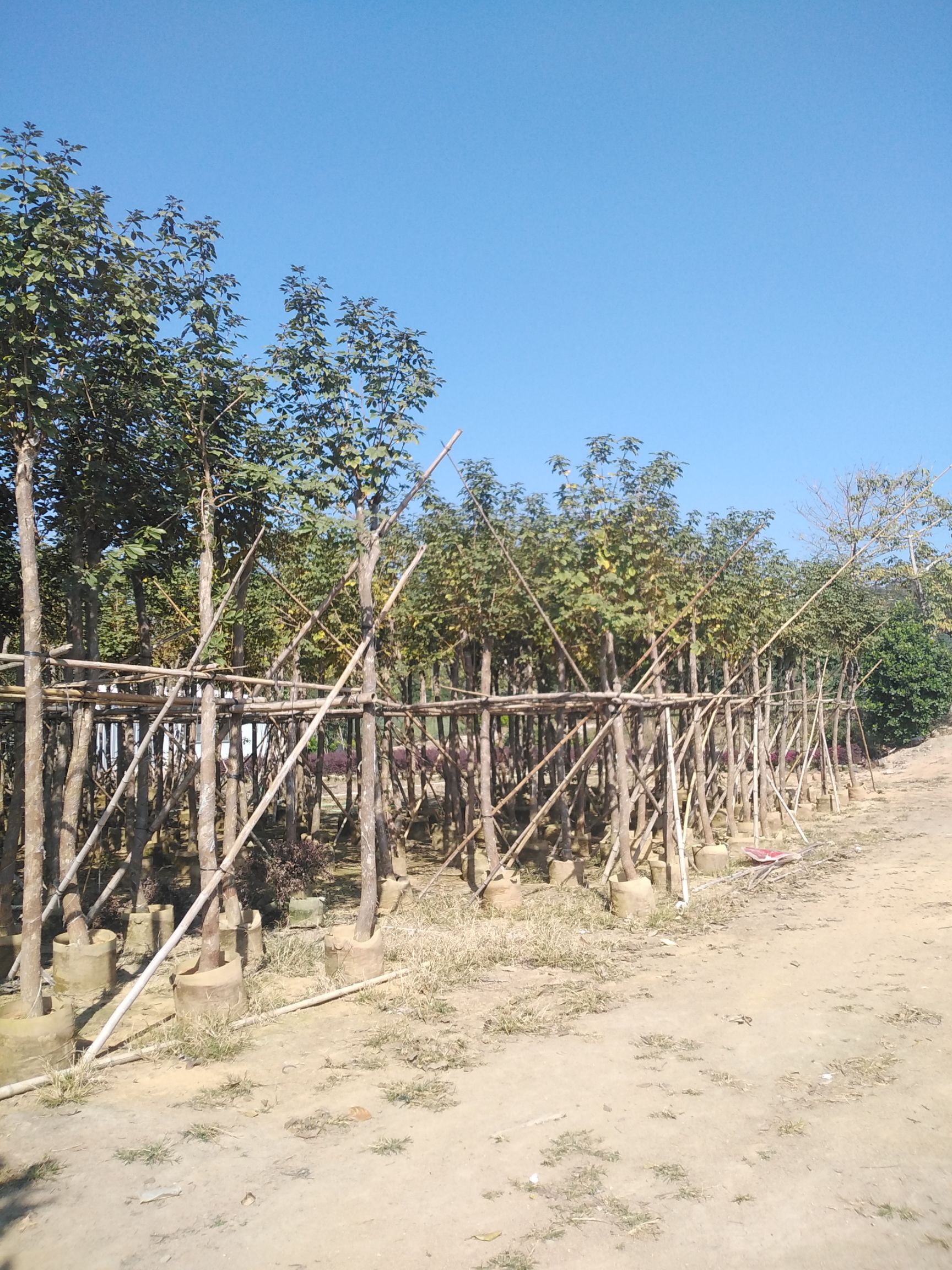  黄花风铃木   多花8分