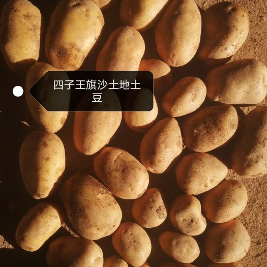 四子王旗226土豆  内蒙古乌兰察布四子王旗的土豆南瓜，色择鲜亮，口