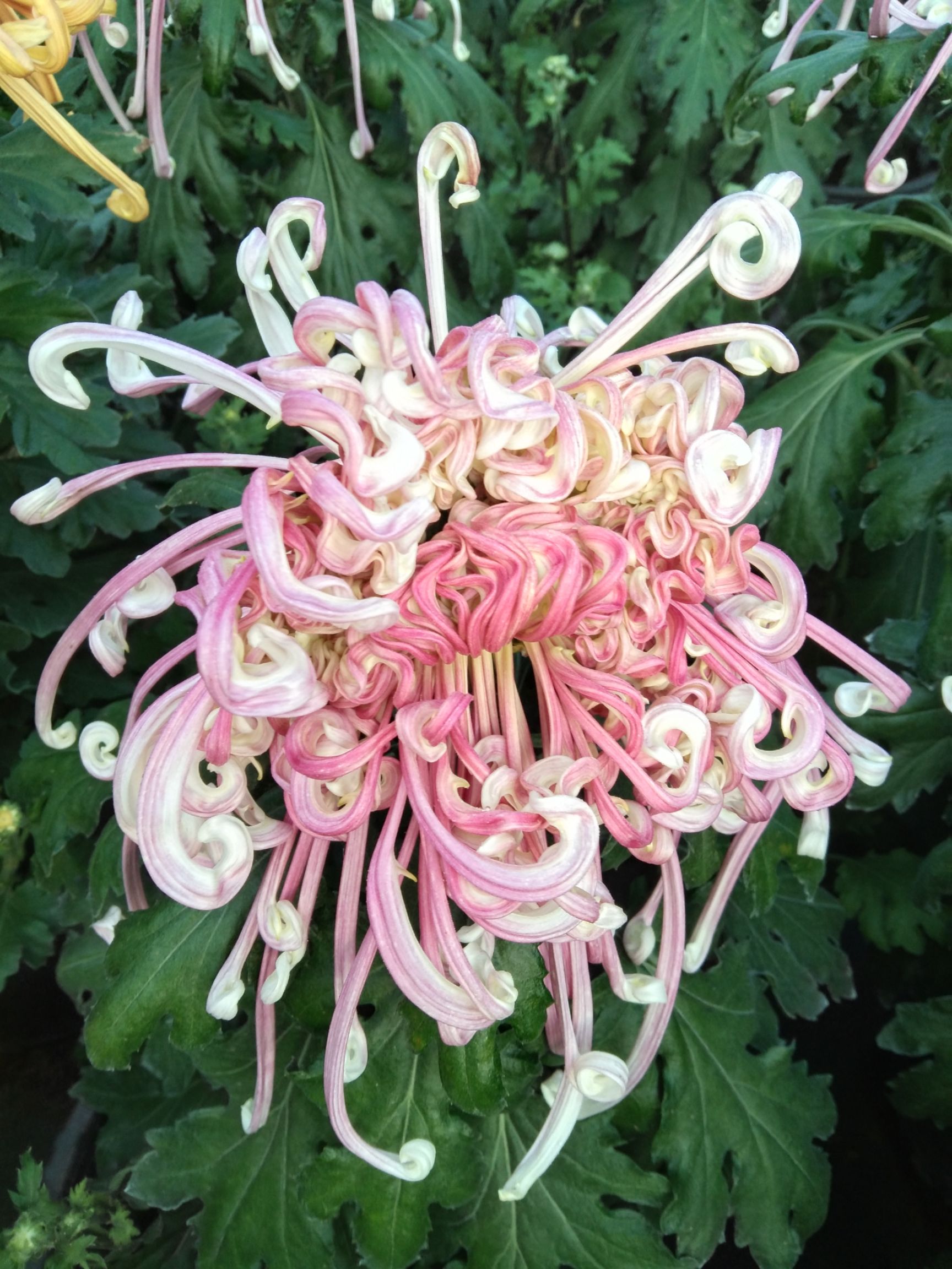 菊花苗  精品观赏菊花
