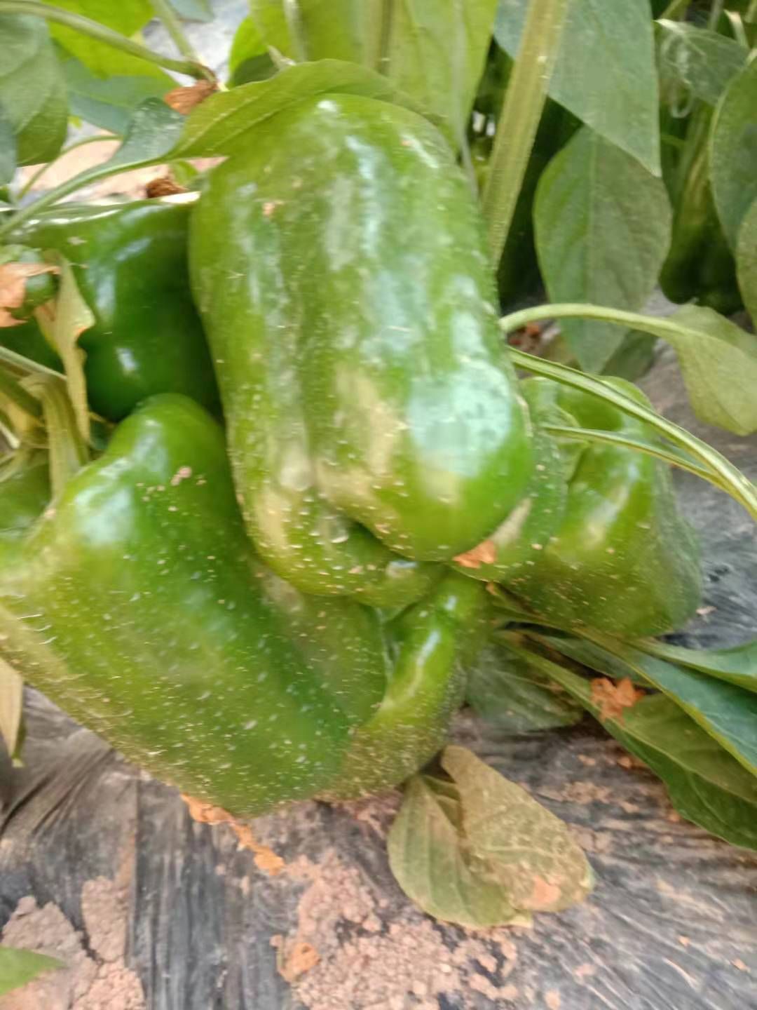 日照菜椒欢迎老板上门收购，价格可以商量