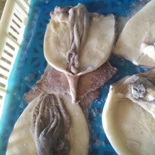 威海印尼鱿鱼 一箱10斤，70元一箱