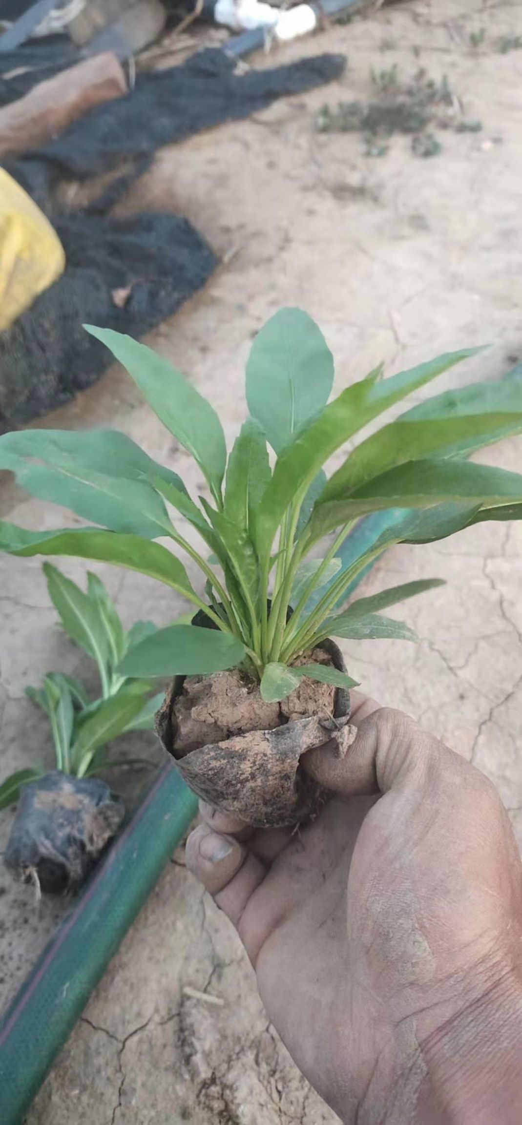 吊钟柳种子  吊钟柳 宿根花卉吊钟柳种植基地