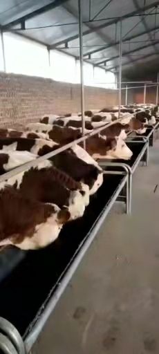  欢迎前来选购大小西门塔尔牛肉牛