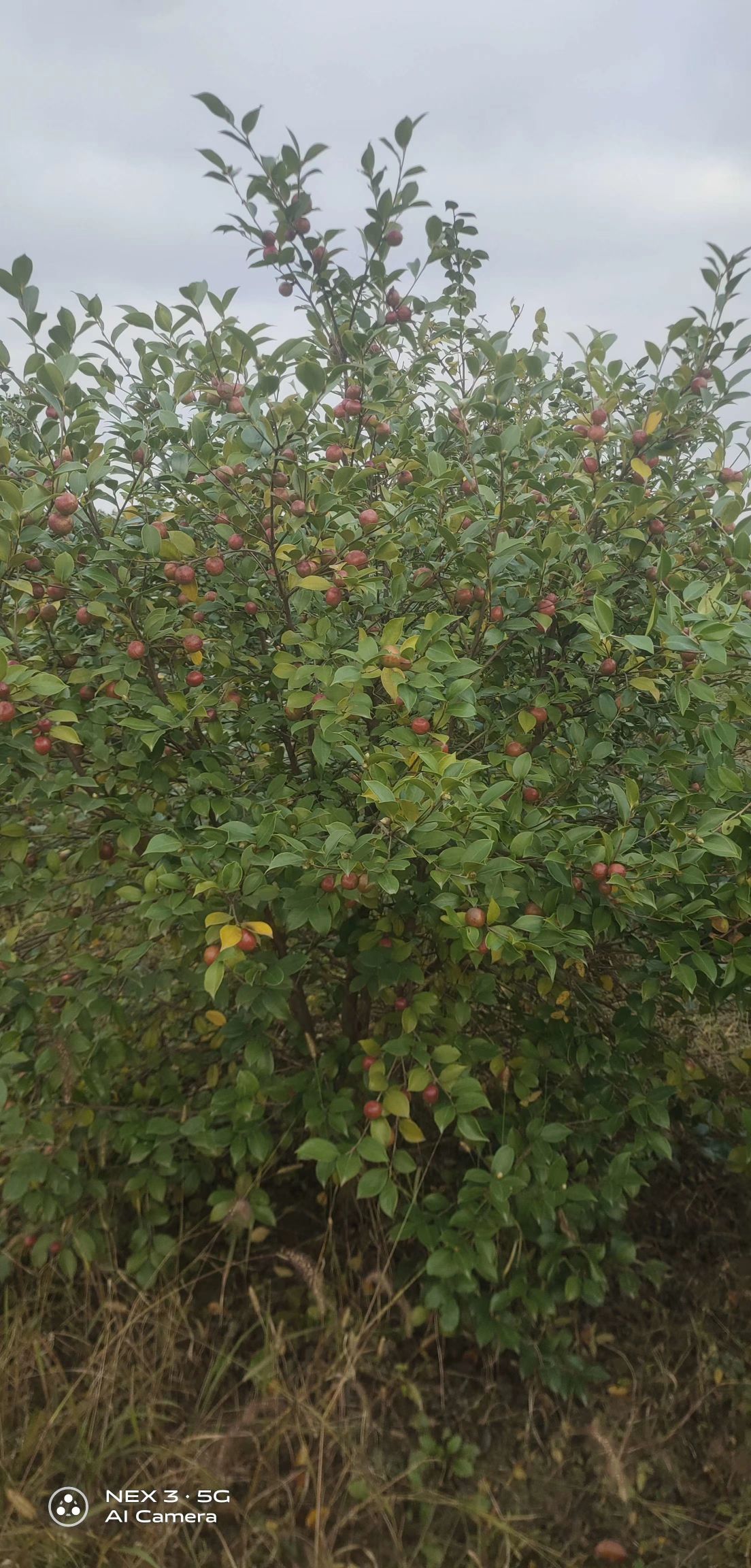 长林53号  嫁接油茶树，可开3证一签。