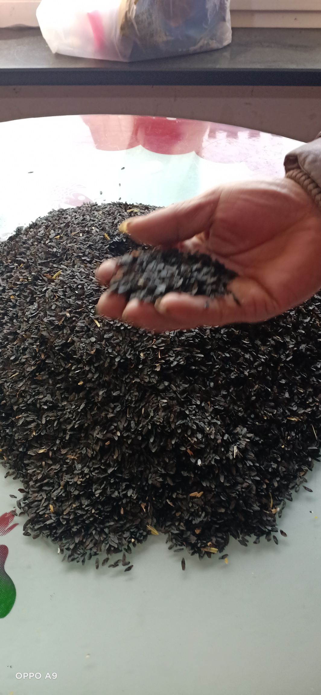 玉簪花种子 大量出售玉簪花籽，精品苗籽