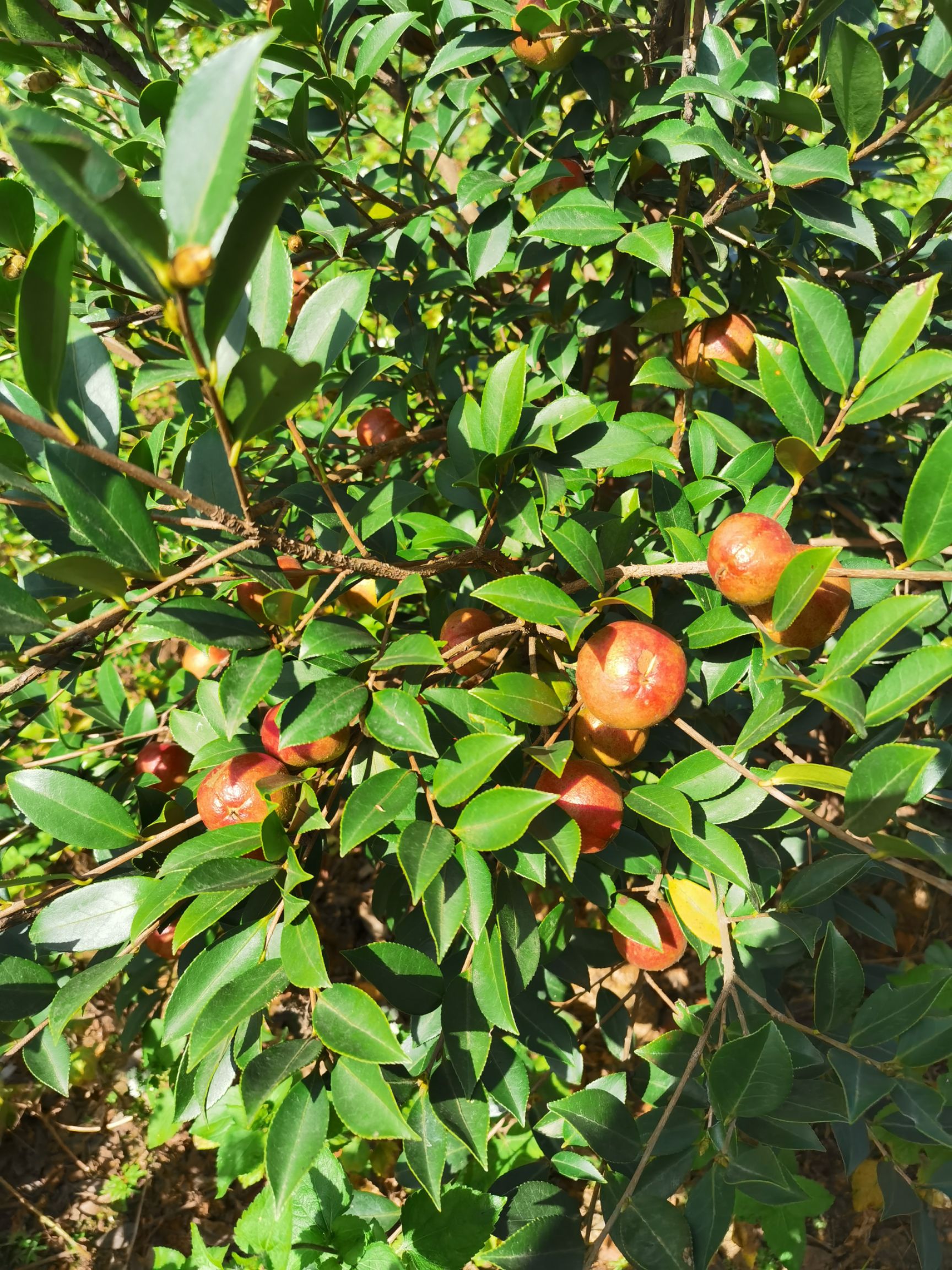 长林53号  嫁接油茶树，可开3证一签。